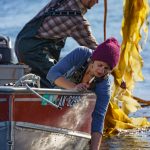 Harvesting kelp