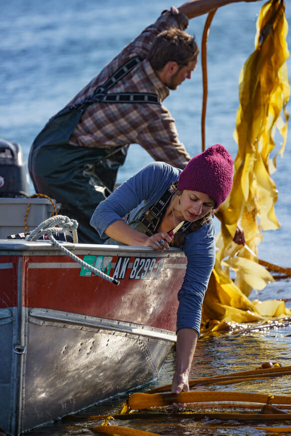 Harvesting kelp